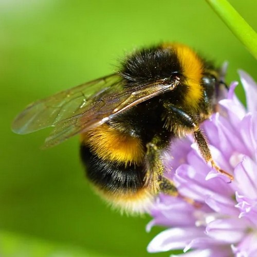 Galibier Design - Picture of Bumbble Bee