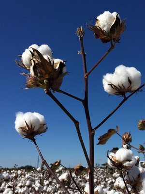 Cotton Plant Cotton Plant