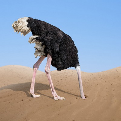 Head in Sand Galibier Design - Ostrich With Head in Sand